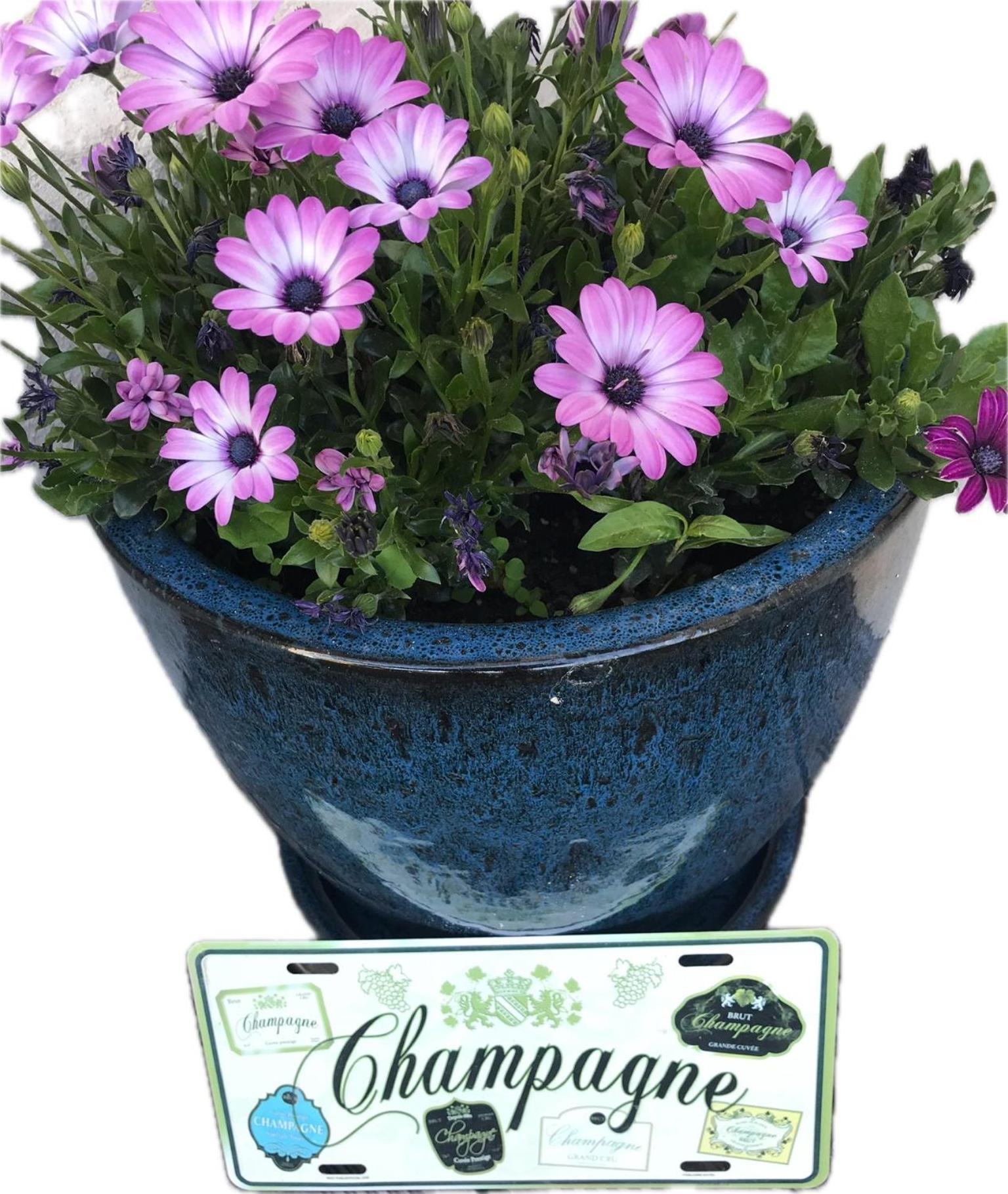 Pivoine Chambre D Hotes Fralignes エクステリア 写真